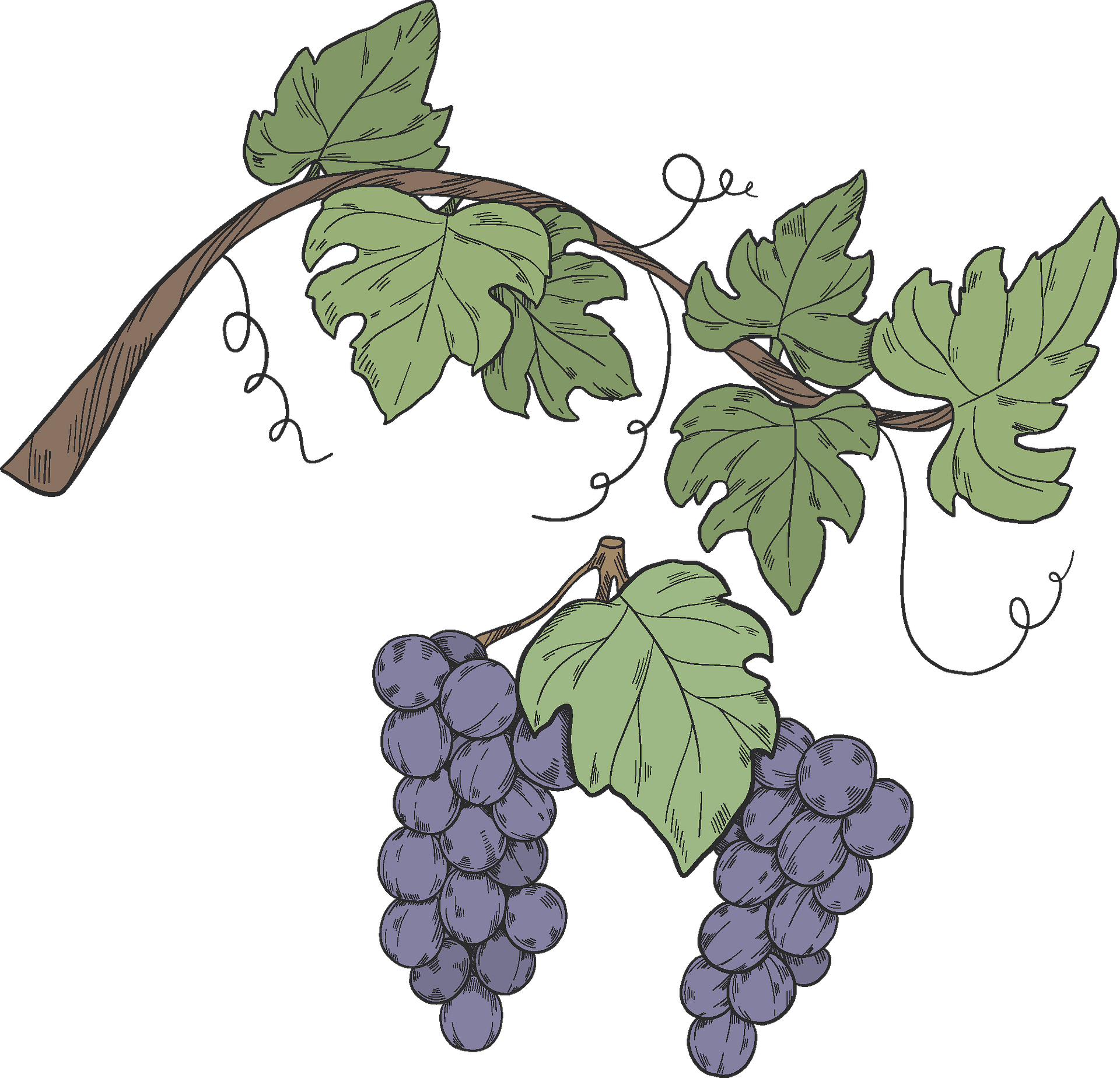 Grape Vine Leaf Art Free Clipart HD PNG Image