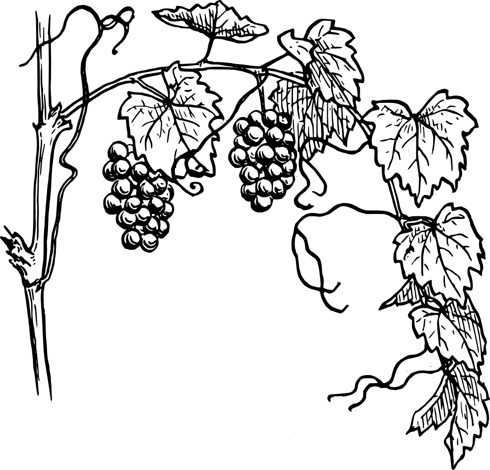 Pic Grape Vine Leaf Art PNG Image