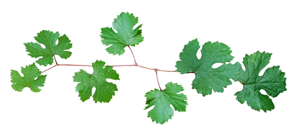 Vine Leaf Grape Bunch PNG Free Photo PNG Image