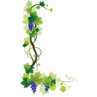 Vine Leaf Grape Photos Bunch PNG