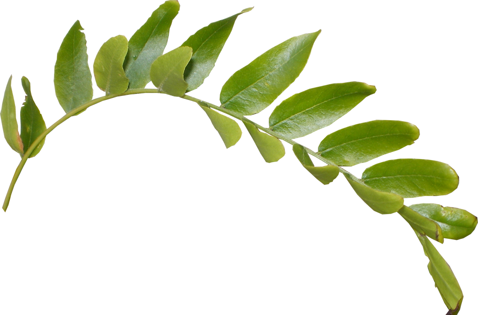 Fresh Green Leafs Free Download Image PNG Image