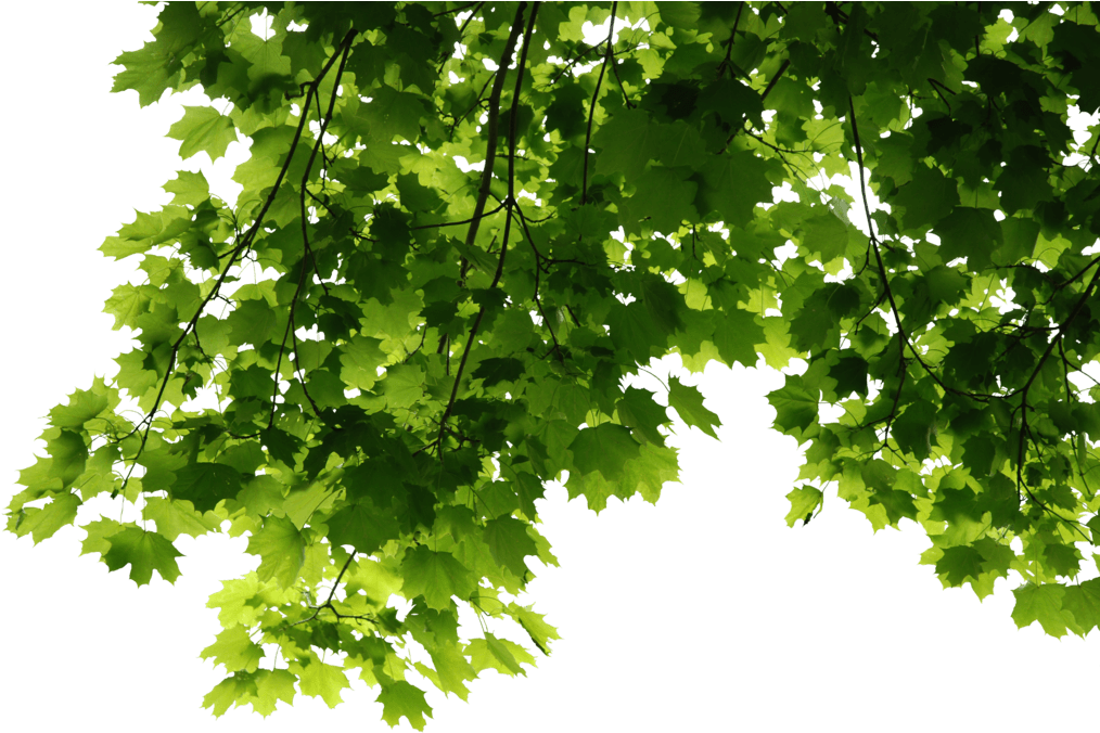 Fresh Green Leafs Free Transparent Image HD PNG Image