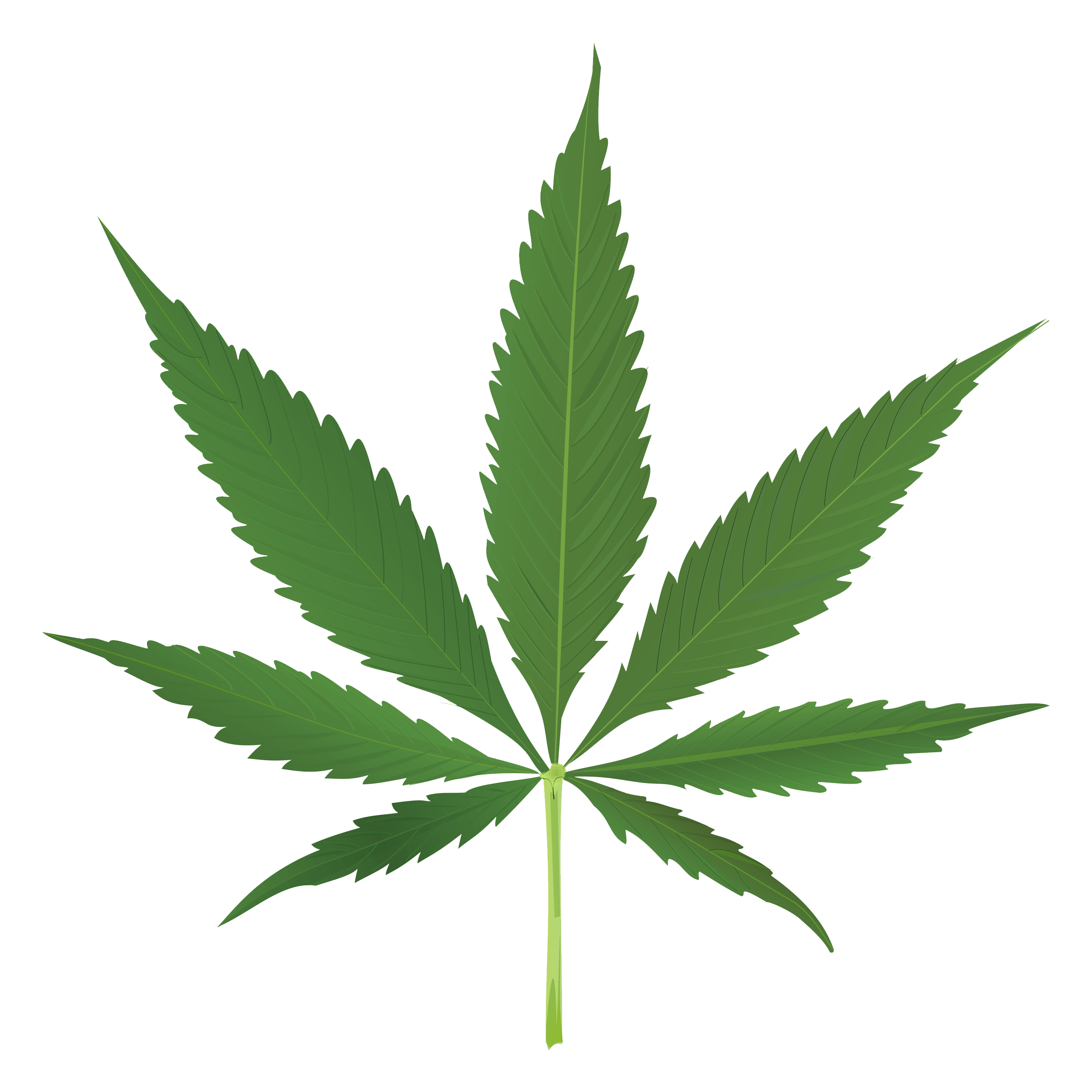 Fresh Pic Green Leafs HQ Image Free PNG Image