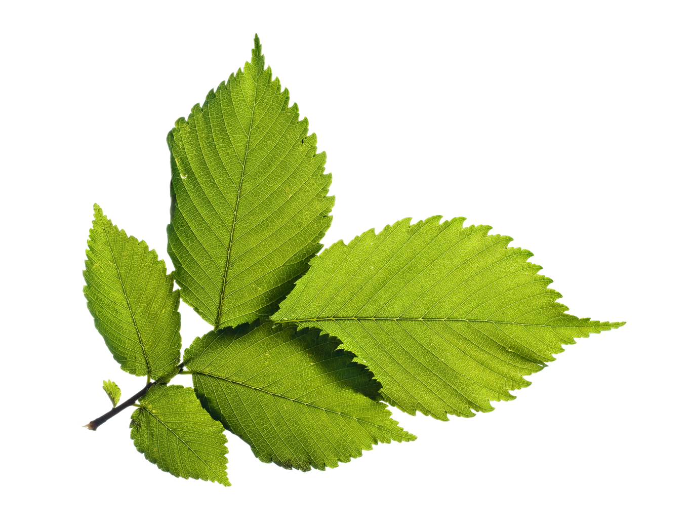 Fresh Green Leafs Free Transparent Image HQ PNG Image