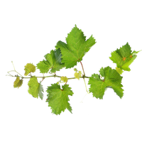 Vine Leaf Grape Free Transparent Image HD Transparent HQ PNG Download ...