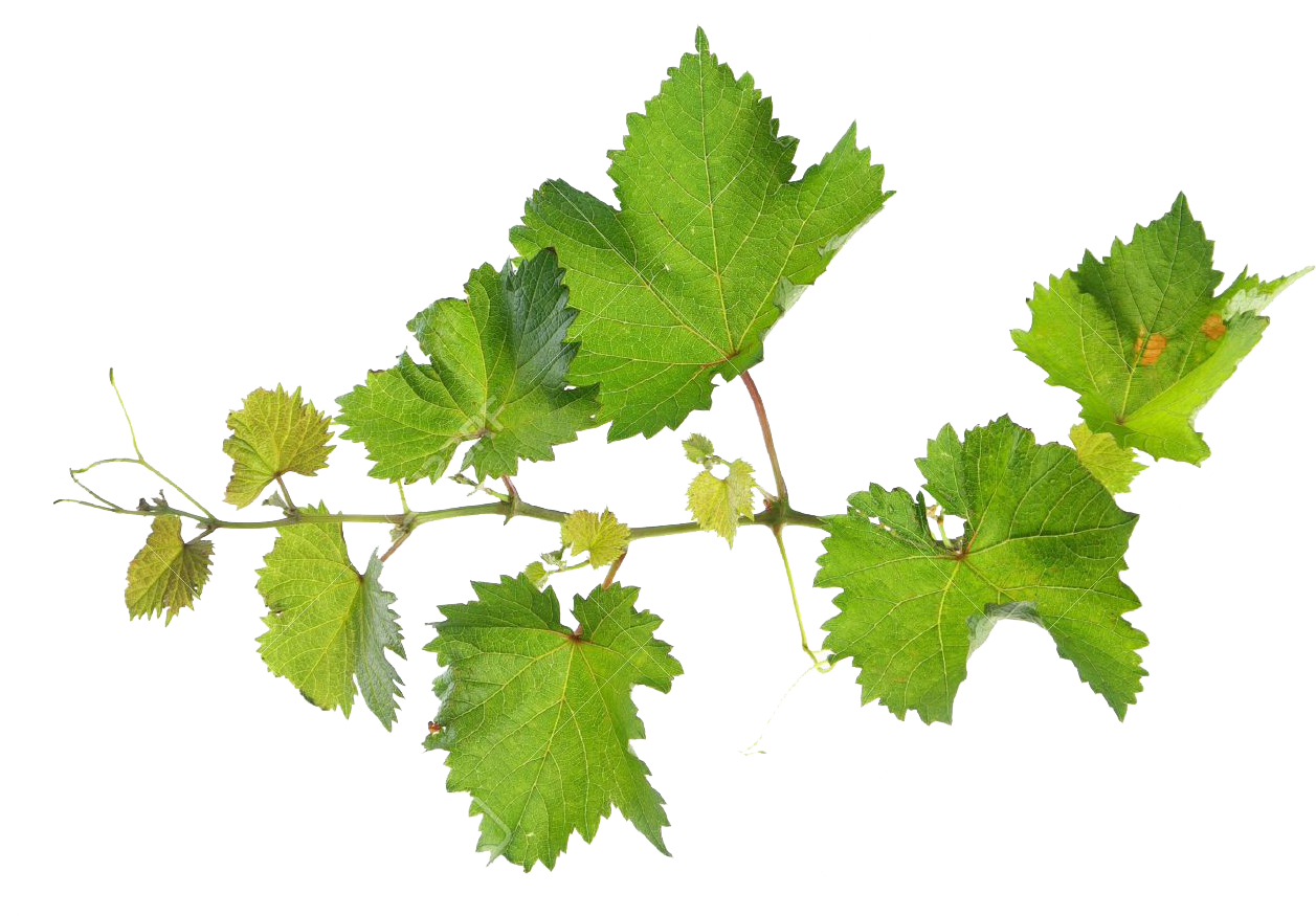 Vine Leaf Grape Free HD Image PNG Image