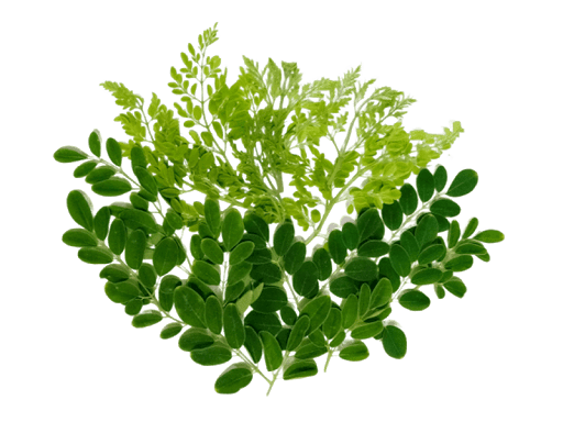 Green Leafs PNG Download Free PNG Image
