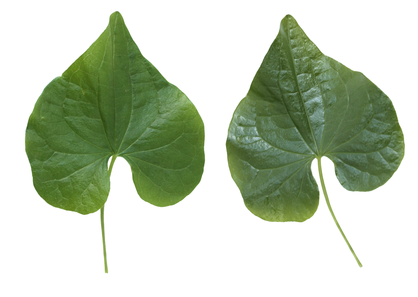 Green Leafs Free HQ Image PNG Image