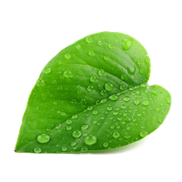 Green Organic Leafs Free Clipart HQ PNG