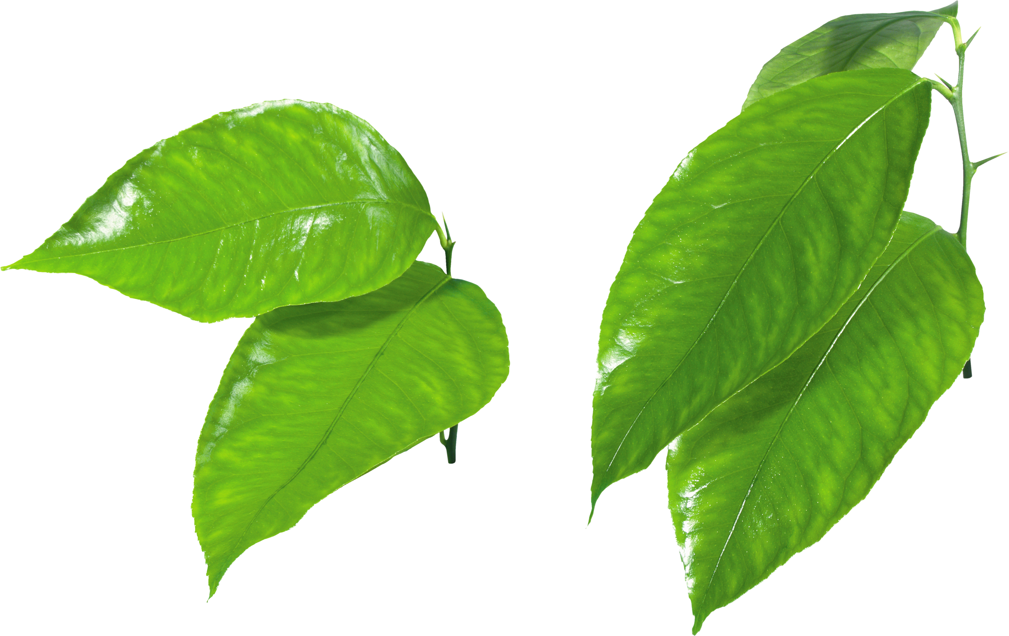 Green Organic Leafs Free Transparent Image HQ PNG Image