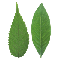Green Organic Leafs Photos Free Download PNG HQ PNG
