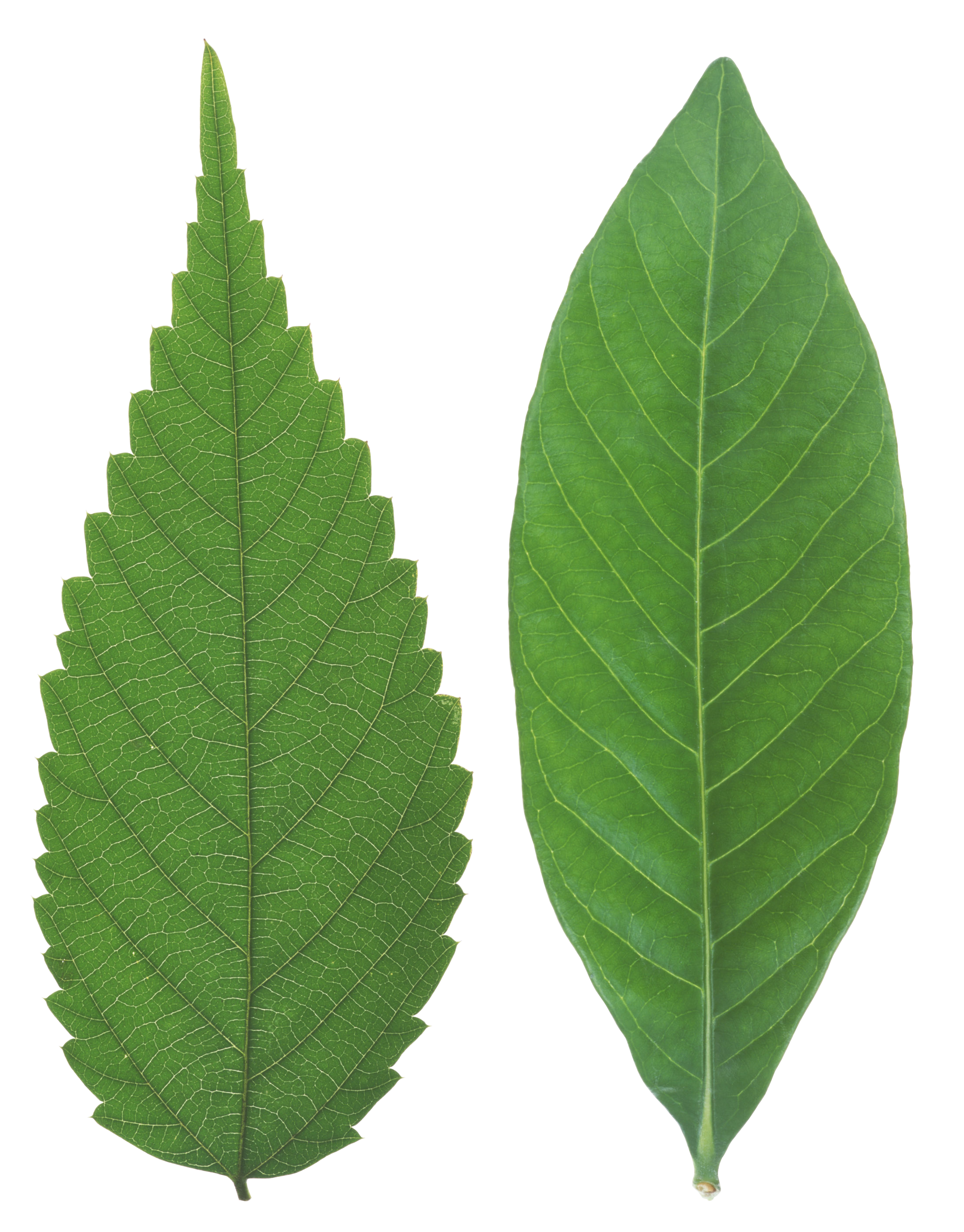 Green Organic Leafs Photos Free Download PNG HQ PNG Image