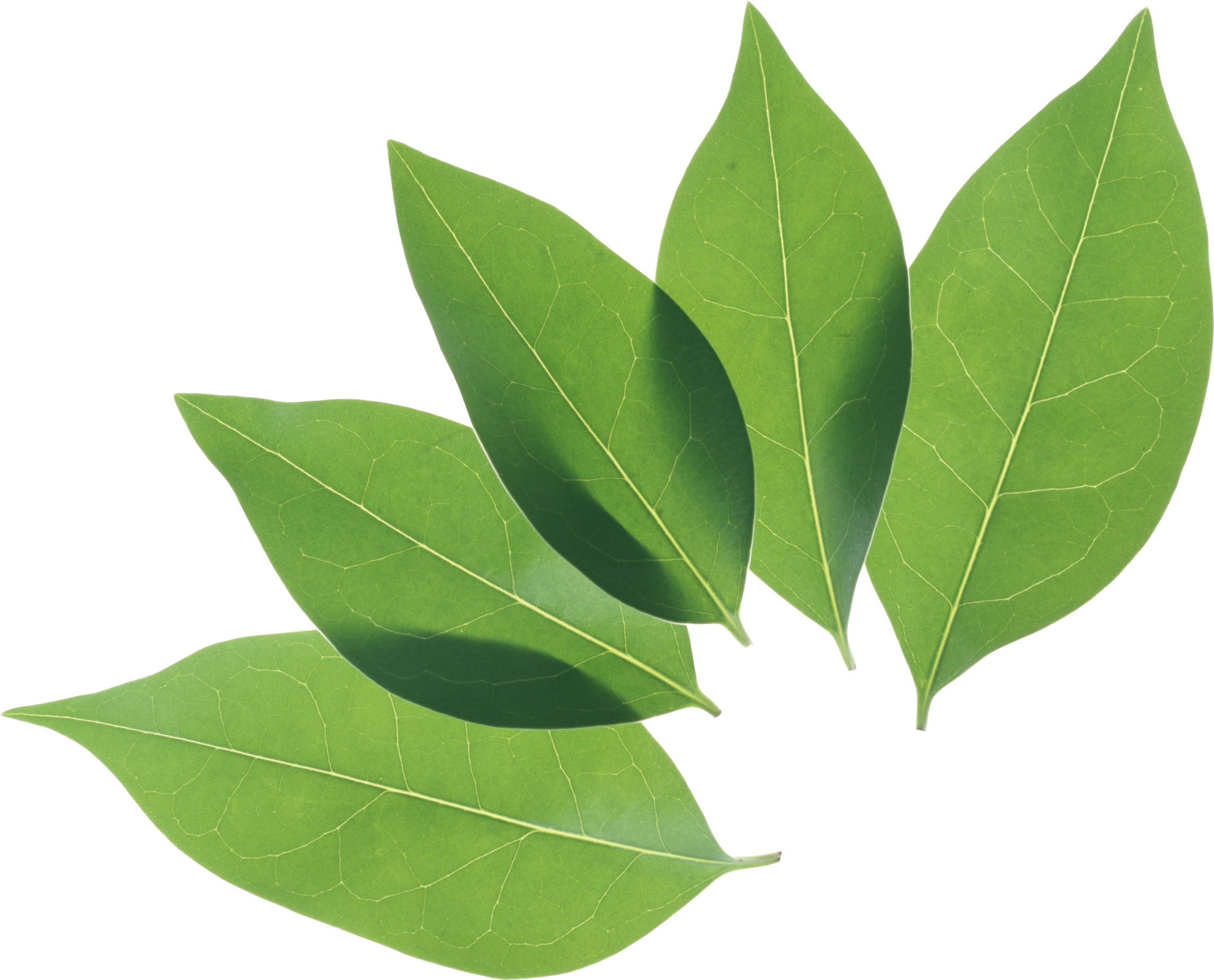 Green Pic Organic Leafs HQ Image Free PNG Image