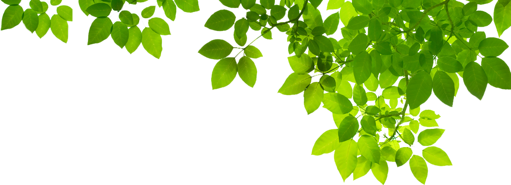 Green Organic Leafs Free Download PNG HD PNG Image