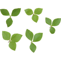 Vector Green Leafs Free Transparent Image HD PNG