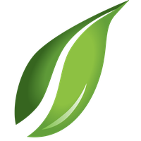 Leaf Transparent Background