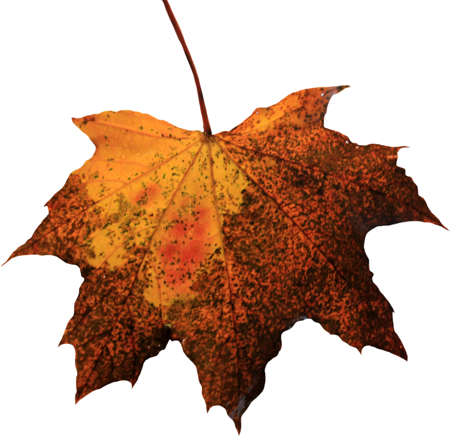 Leaf Picture PNG Image