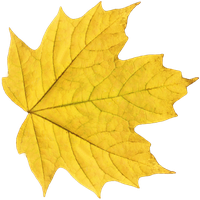 Leaf Transparent Picture