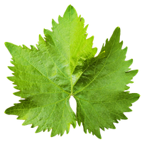 Leaf Transparent Image