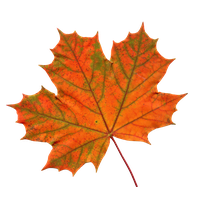 Leaf Transparent PNG