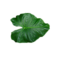 Leaf Transparent PNG Image