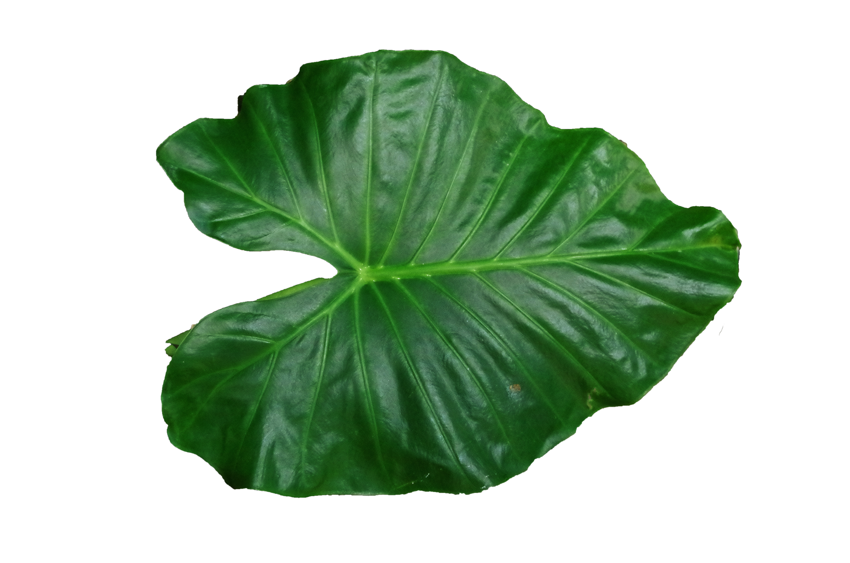 Leaf PNG Image