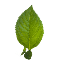 Leaf Hd Transparent PNG Image