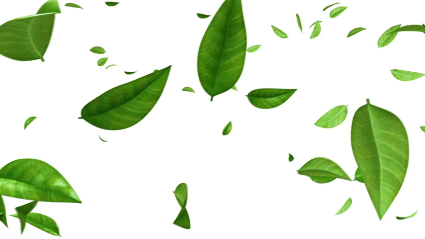 Green Leaf Photos HD Image Free PNG PNG Image