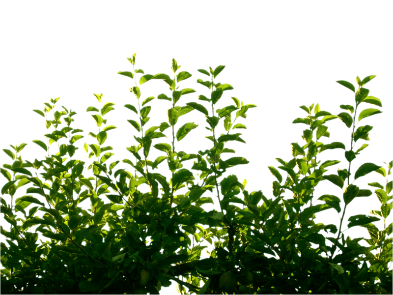 Green Leaf Background png download - 1067*942 - Free Transparent