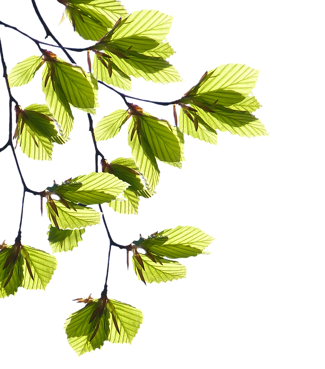 Green Leaf Image Free Photo PNG PNG Image