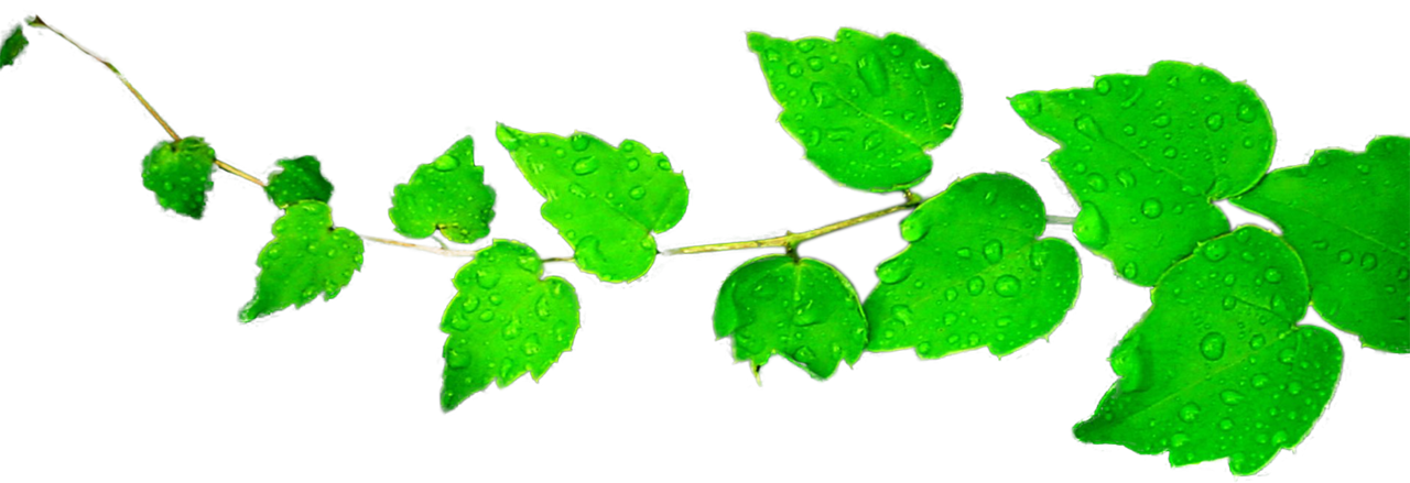 Green Leaf Picture PNG Download Free PNG Image