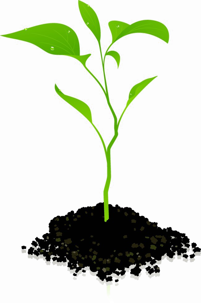 Growing Plant Photos PNG Download Free PNG Image