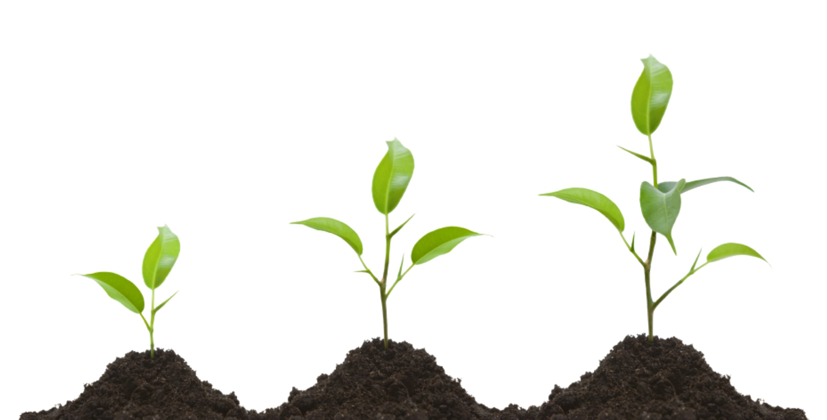 Growing Plant Image Free Download Image Transparent PNG Image