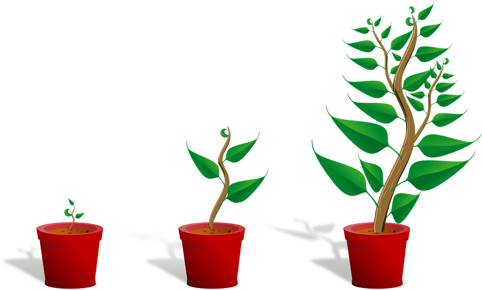 Growing Plant HD Image Free PNG PNG Image