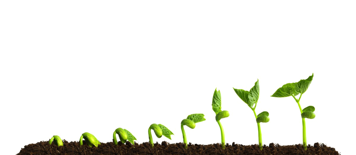Growing Plant Free Clipart HQ PNG Image