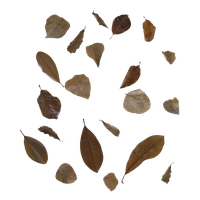 Download Leaf Free PNG photo images and clipart | FreePNGImg