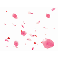 Falling Petals Image Free HQ Image PNG