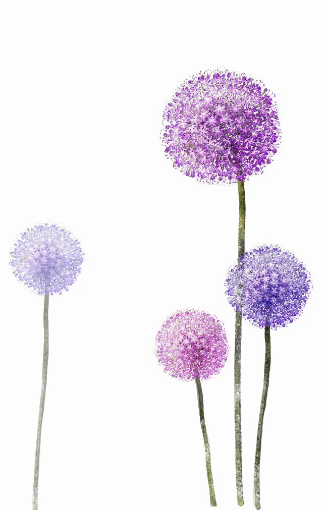 Colored Dandelion Photos PNG Download Free PNG Image