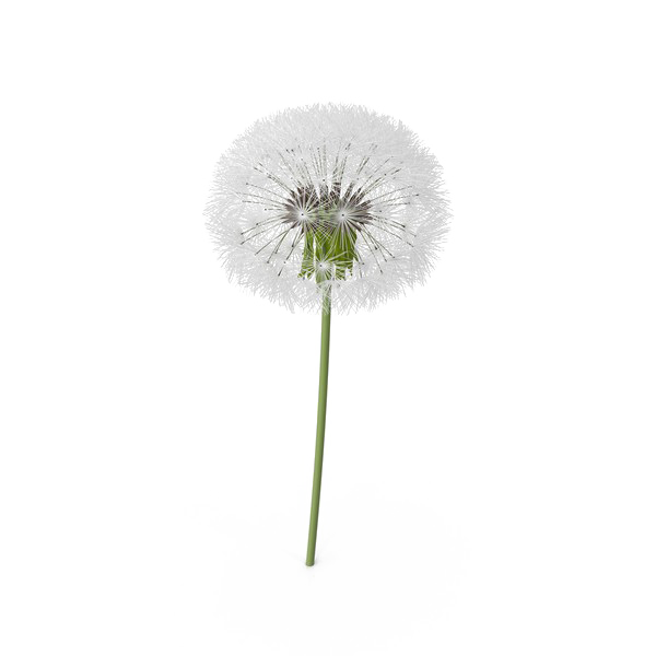 Colored Dandelion Image HQ Image Free PNG PNG Image