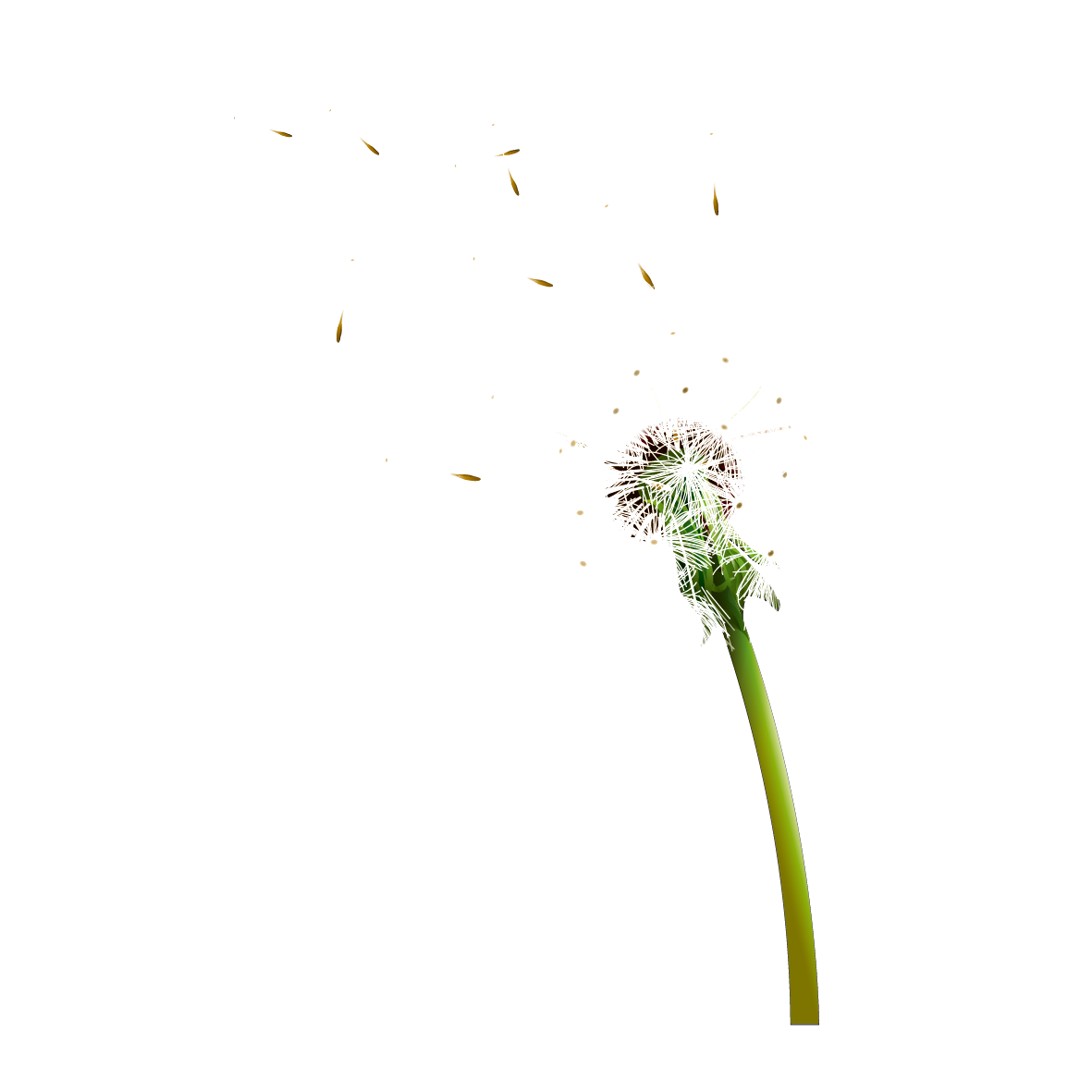 Colored Dandelion HD Image Free PNG PNG Image