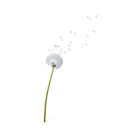 Dandelion Free HD Image PNG