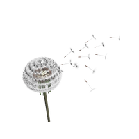 Dandelion Free HQ Image PNG