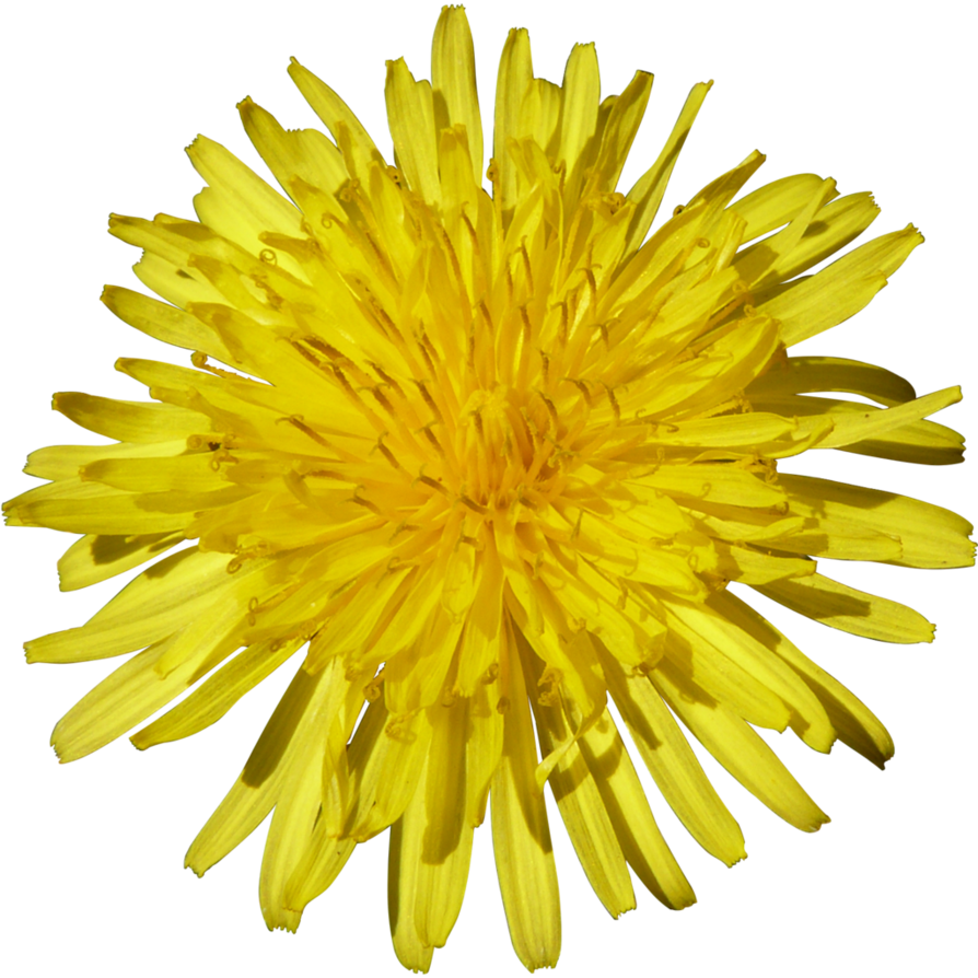 Yellow Dandelion Download Free HQ Image PNG Image