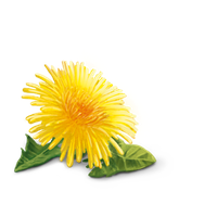 Yellow Dandelion HD PNG Image High Quality