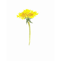 Yellow Dandelion Photos Download HD PNG