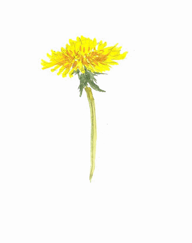 Yellow Dandelion Photos Download HD PNG PNG Image