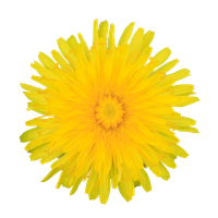 Yellow Dandelion Download Free Image