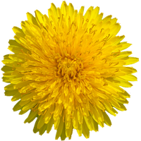Yellow Dandelion Image PNG Free Photo