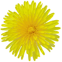 Yellow Dandelion Free PNG HQ