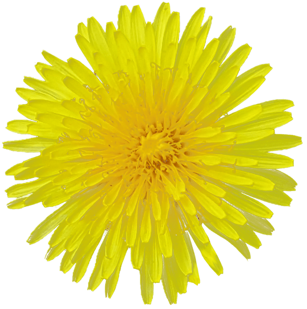 Yellow Dandelion Free PNG HQ PNG Image
